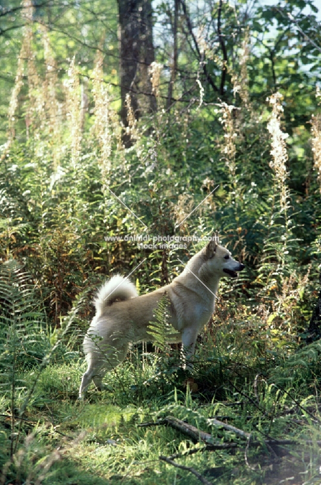 ch squirreldene bjanka,  norwegian buhund in woods