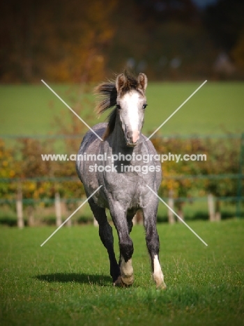 Welsh Mountain Pony