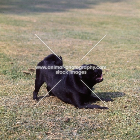 a black pug in play bow position