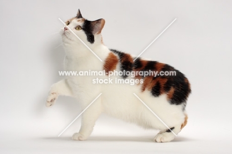 Tortoiseshell and White Manx cat, one leg up, side view