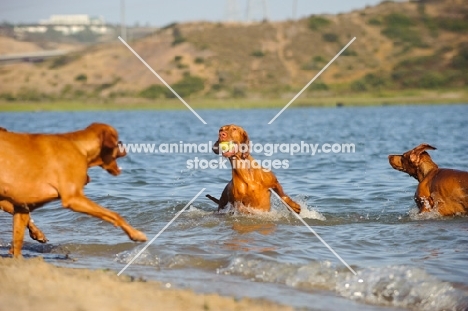 Hungarian Vizsla playing in water