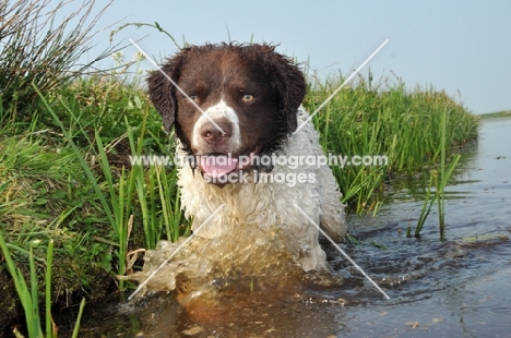 Wetterhound walking in water