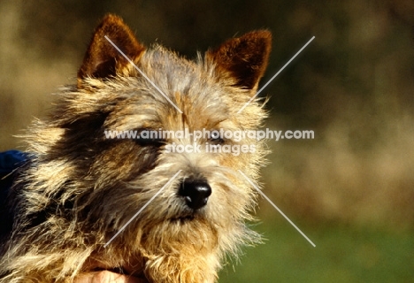 norwich terrier head portrait