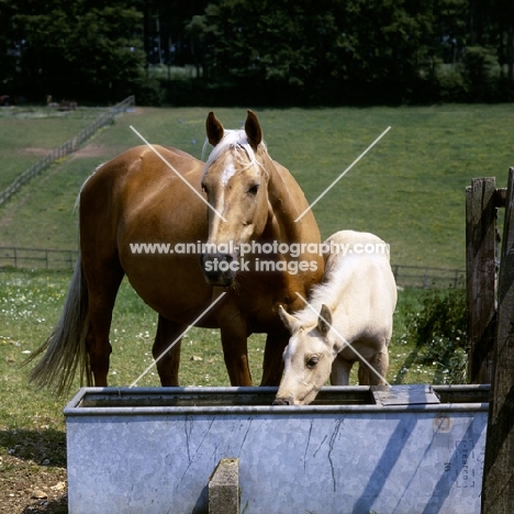 palomino mare and foal at water trough