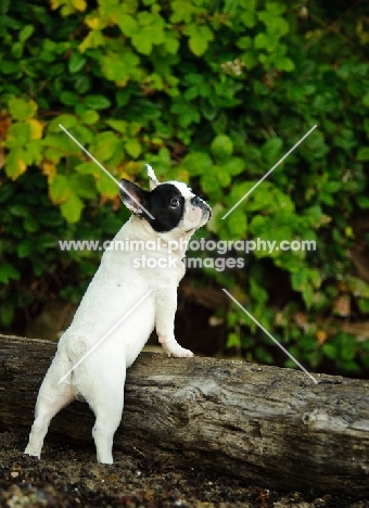 French Bulldog on a log