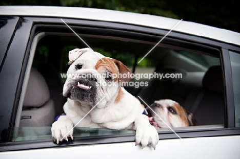 two english bulldogs looking out car window