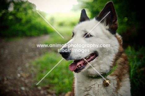 Karelian Bear Dog sitting in a forest