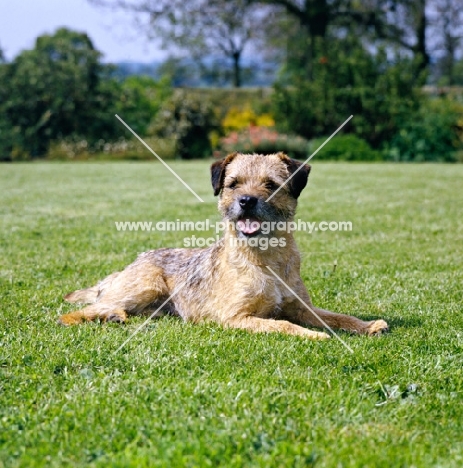 ch branigan of brumberhill,  border terrier lying on grass