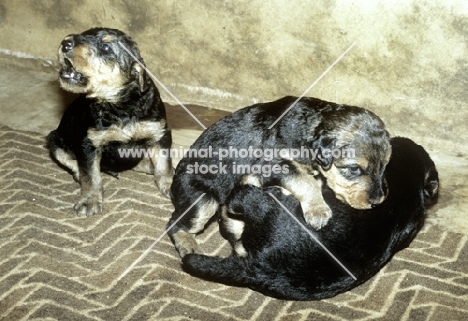 three airedale puppies playing