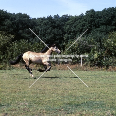 comet,  welsh cob (section d), cantering across field 