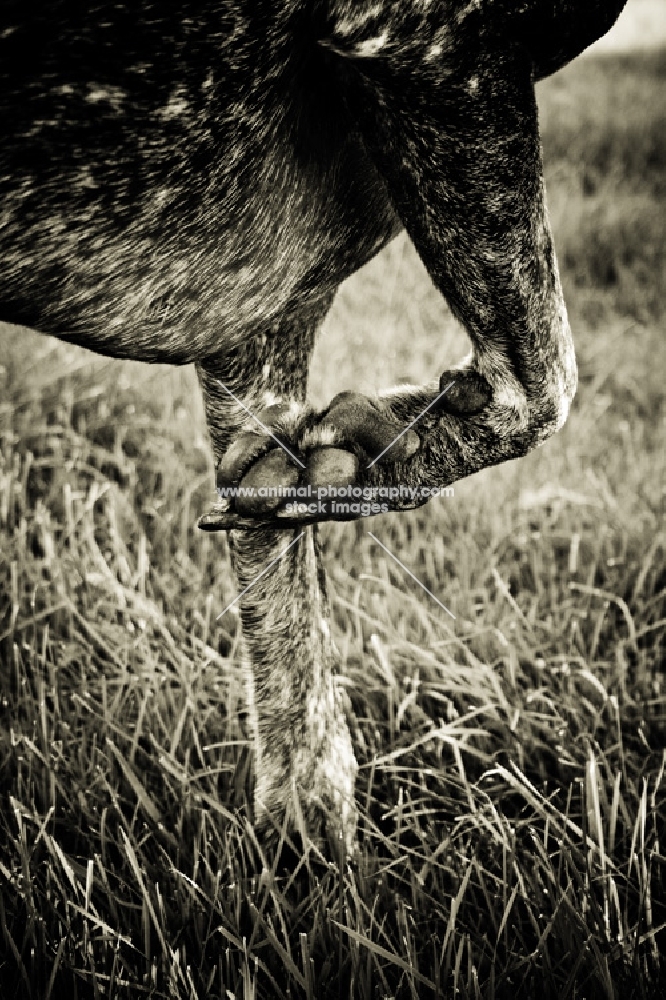 German Shorthaired Pointer Pointing