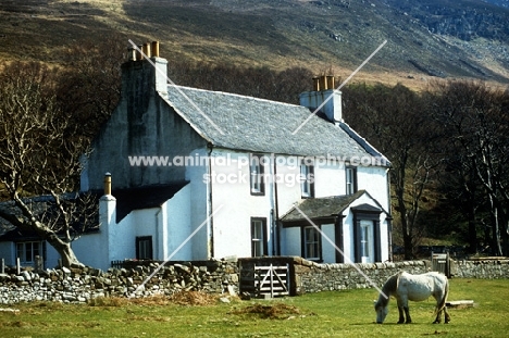 eriskay pony beside cottage on holy island, scotland