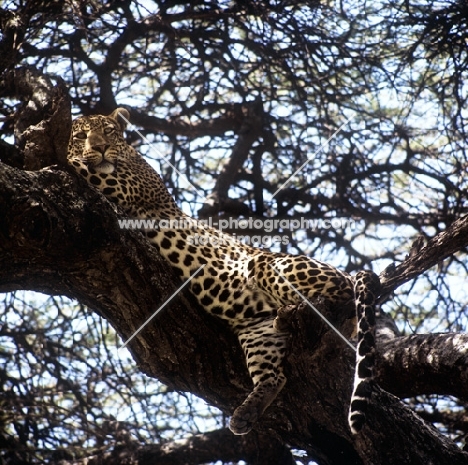 leopard resting in a tree in serengeti np, east africa