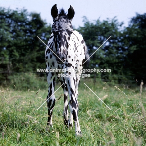 Appaloosa foal looking at camera