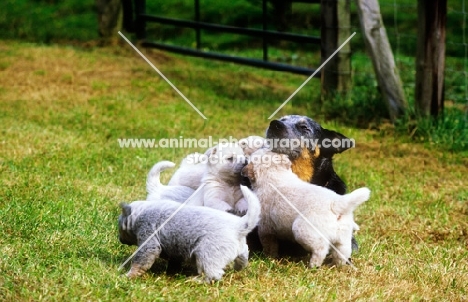 australian cattle dog bitch and puppies