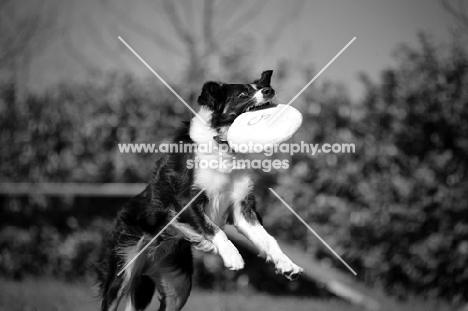 tri colour border collie jumping to catch frisbee 