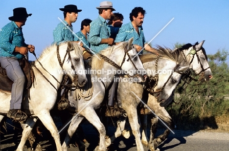 bandido, gardiens escorting bull to games on road near les saintes maries de la mer, camargue ponies