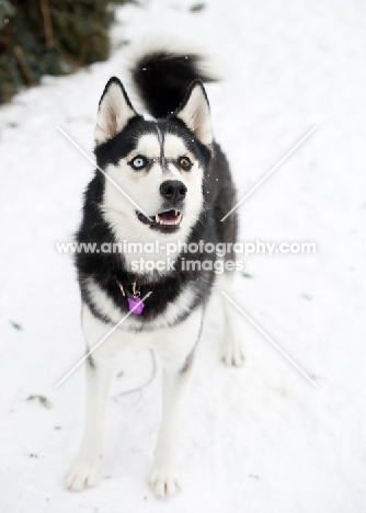 Siberian Husky standing on snow, watching in anticipation.