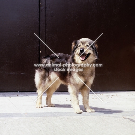 istrian sheepdog,  kraski owvcar, ada