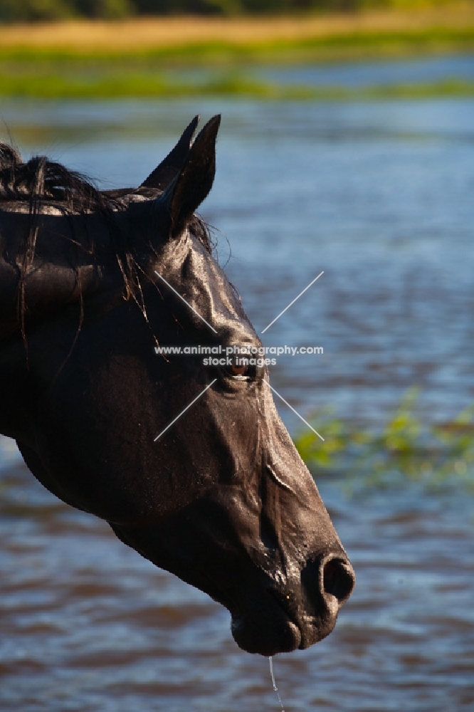 black quarter horse, portrait