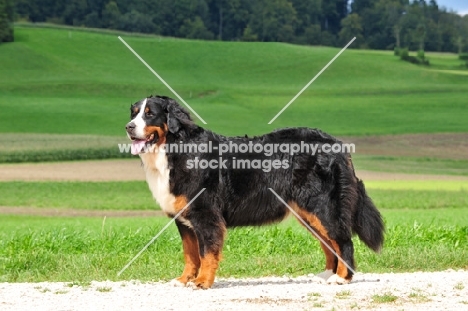 Bernese Mountain Dog, side view in countryside