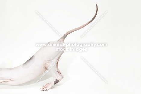 sphynx cat stretching herself