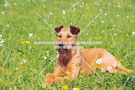 irish terrier on grass