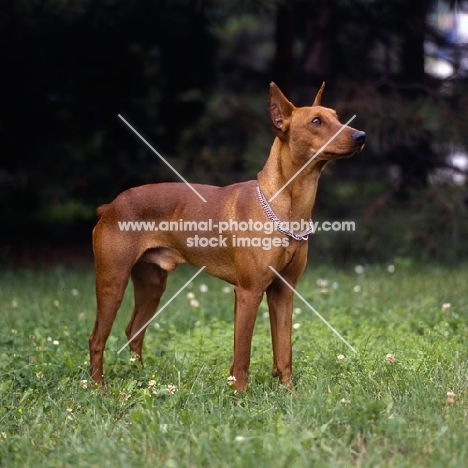 adzi z keltske hory cs, pinscher with cropped ears