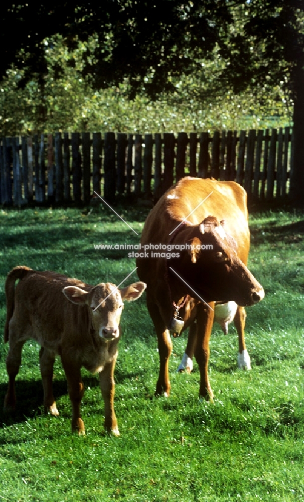 guernsey cow with calf