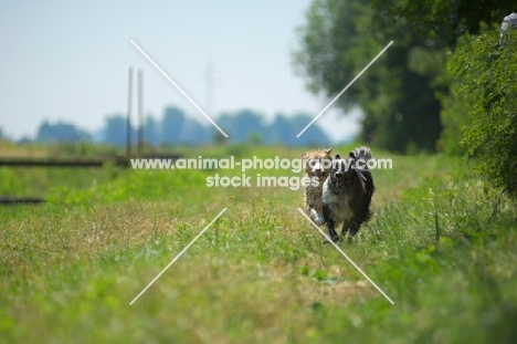 blue merle and red merle australian shepherd running free in the countryside