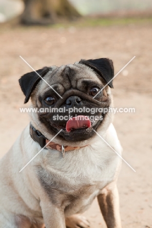 Pug dog standing in the park with tongue out looking at camera