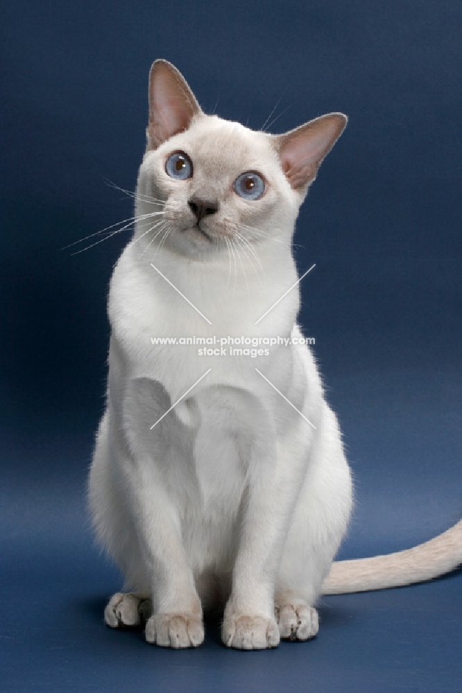 lilac point Tonkinese cat on blue background, sitting
