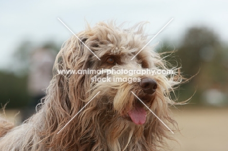 Poollie (Collie x Poodle), crossbred dog known as cadoodle