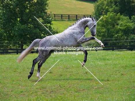 Trahkener cross Welsh pony 