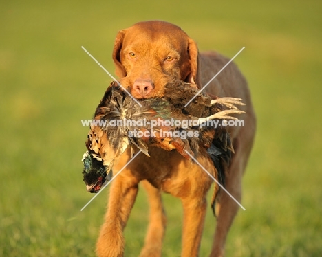 Hungarian Wirehaired Vizsla with Pheasant