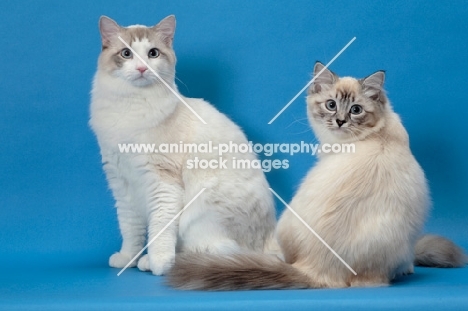 Ragdoll cats, Seal Lynx Point Mitted and Blue Lynx Point Bi-Color