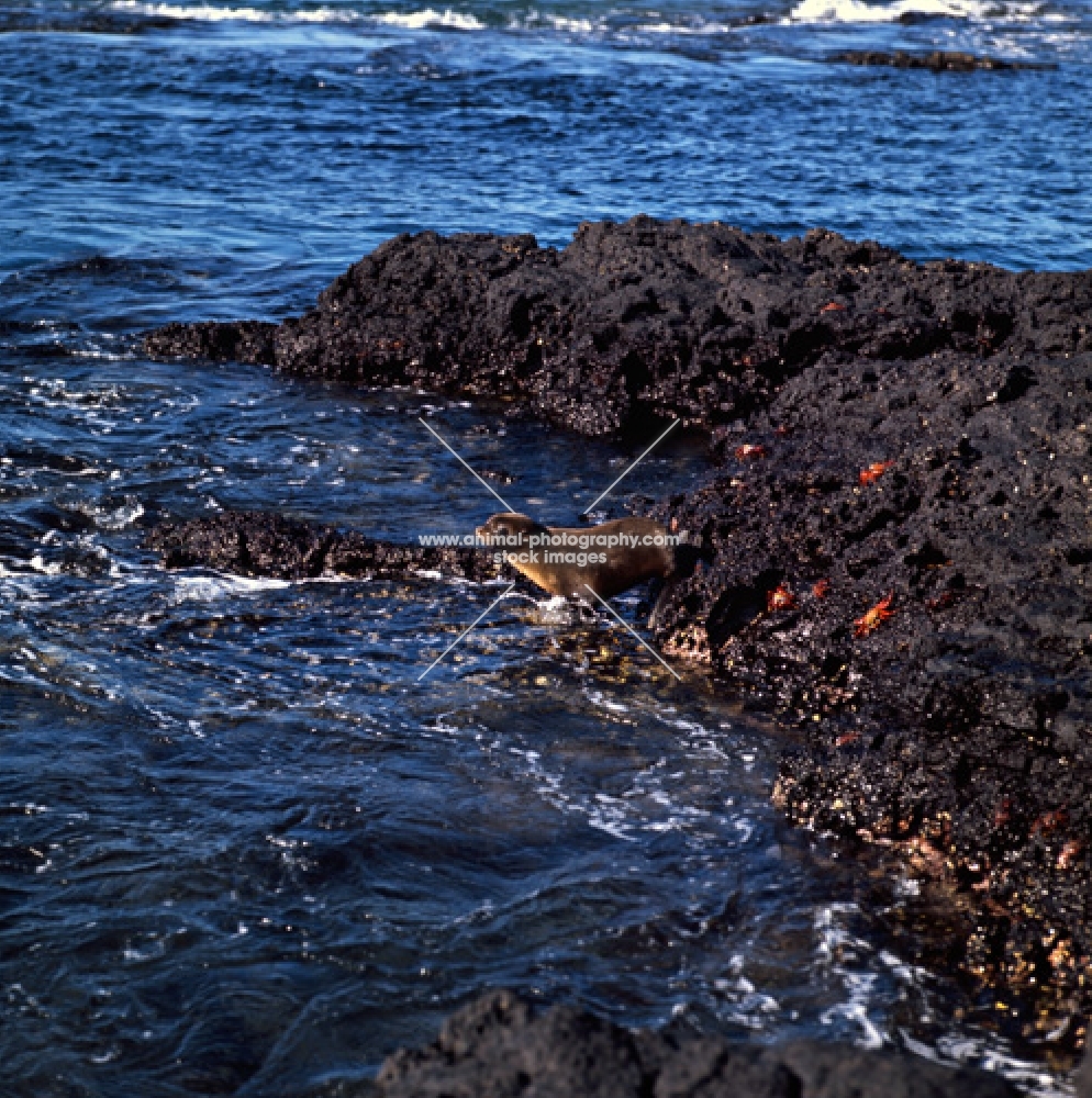 galapagos fur seal with sally lightfoot crabs at james bay, james island, galapagos islands
