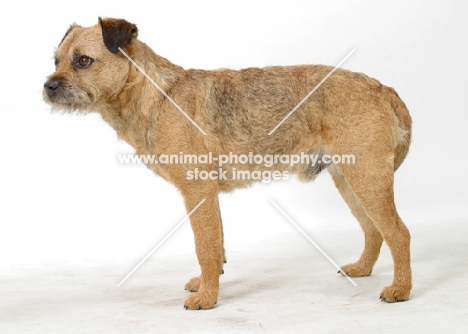 Australian Champion Border Terrier, side view