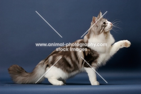 Silver Classic Tabby & White Maine Coon, one leg up