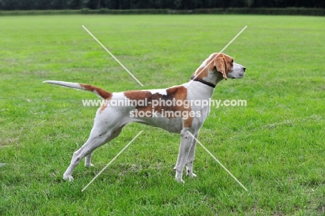 English Foxhound, side view