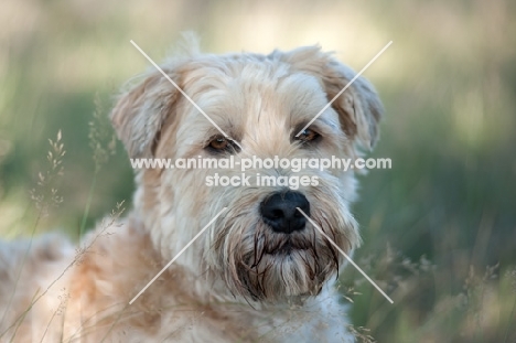 Portrait of a Wheaten Terrier lying in long grass