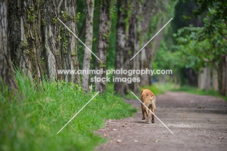 yellow labrador retriever walking on a path in a forest