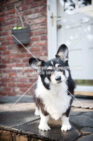 pembroke welsh corgi standing on doorstep