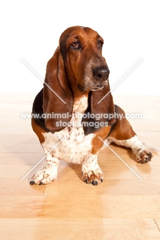 tri colour Basset Hound sitting down on wooden floor