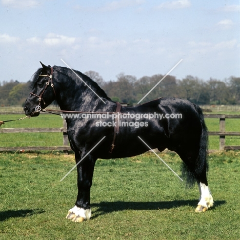 ross black prince, welsh cob (section d)