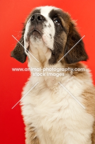 young Saint Bernard on red background, looking up