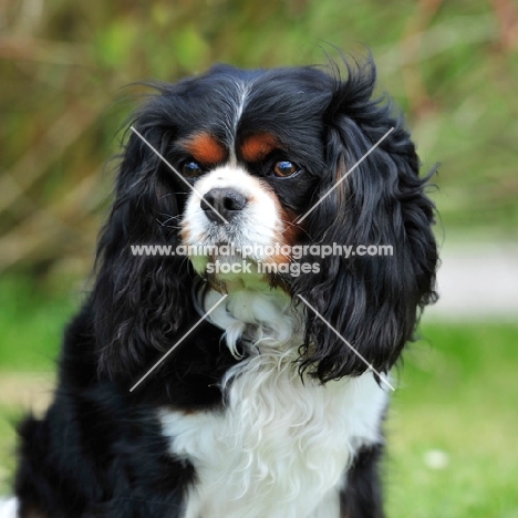 Cavalier King Charles Spaniel