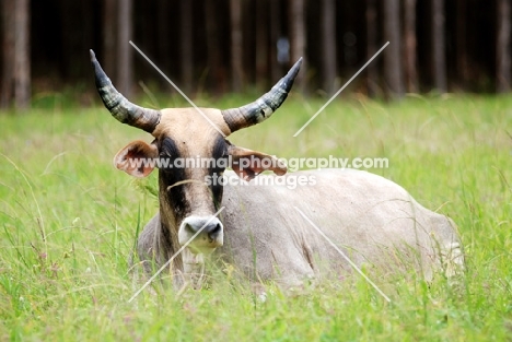 long horned cow lying in grass