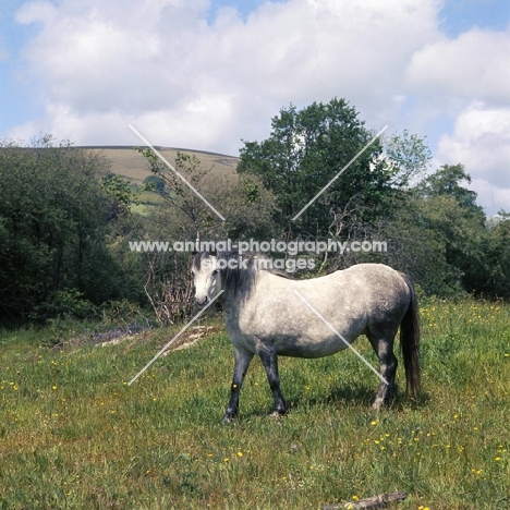 Dartmoor mare on the moor full body 