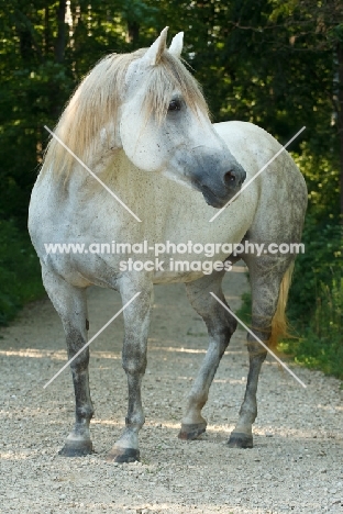dappled grey Quarter horse